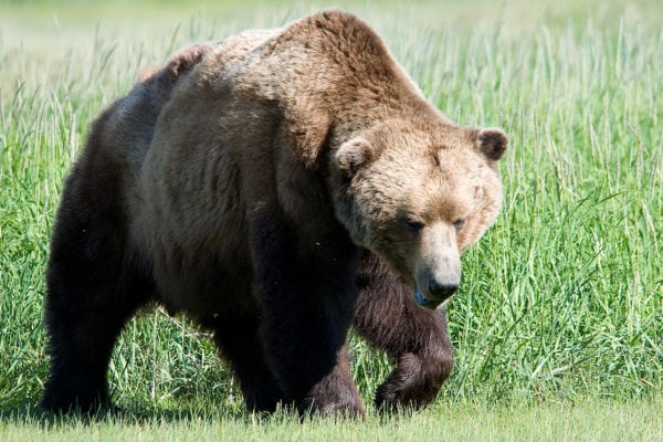 Running With The Bears: A Guide For Trail Runners – iRunFar: Your Trail ...