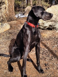 Colt, Chris's training partner, is a three-year-old lab whose longest run has been 25 miles.