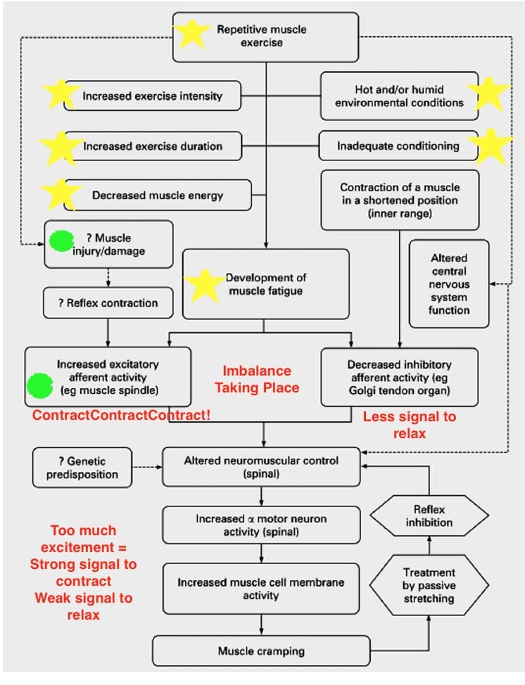 Holy Cramp The Science Of Exercise Associated Cramping IRunFar