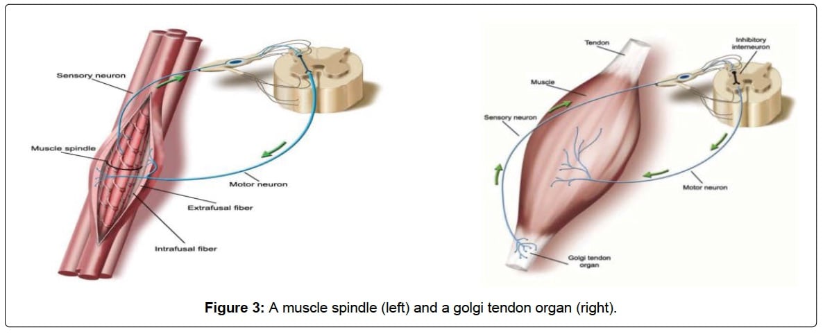 holy-cramp-the-science-of-exercise-associated-cramping-irunfar