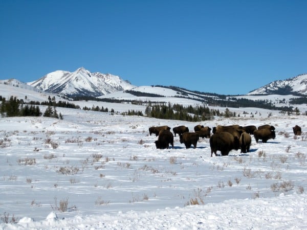 Bison and Electric Peak in a Yellowstone winter. Bison and Electric Peak in a Yellowstone winter.