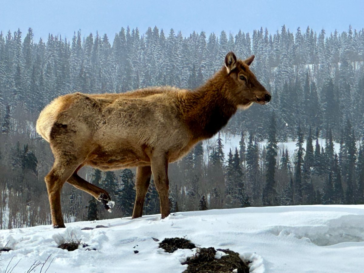 March 2023 - preggers elk