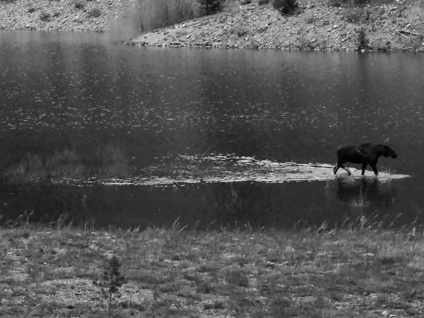moose on lake