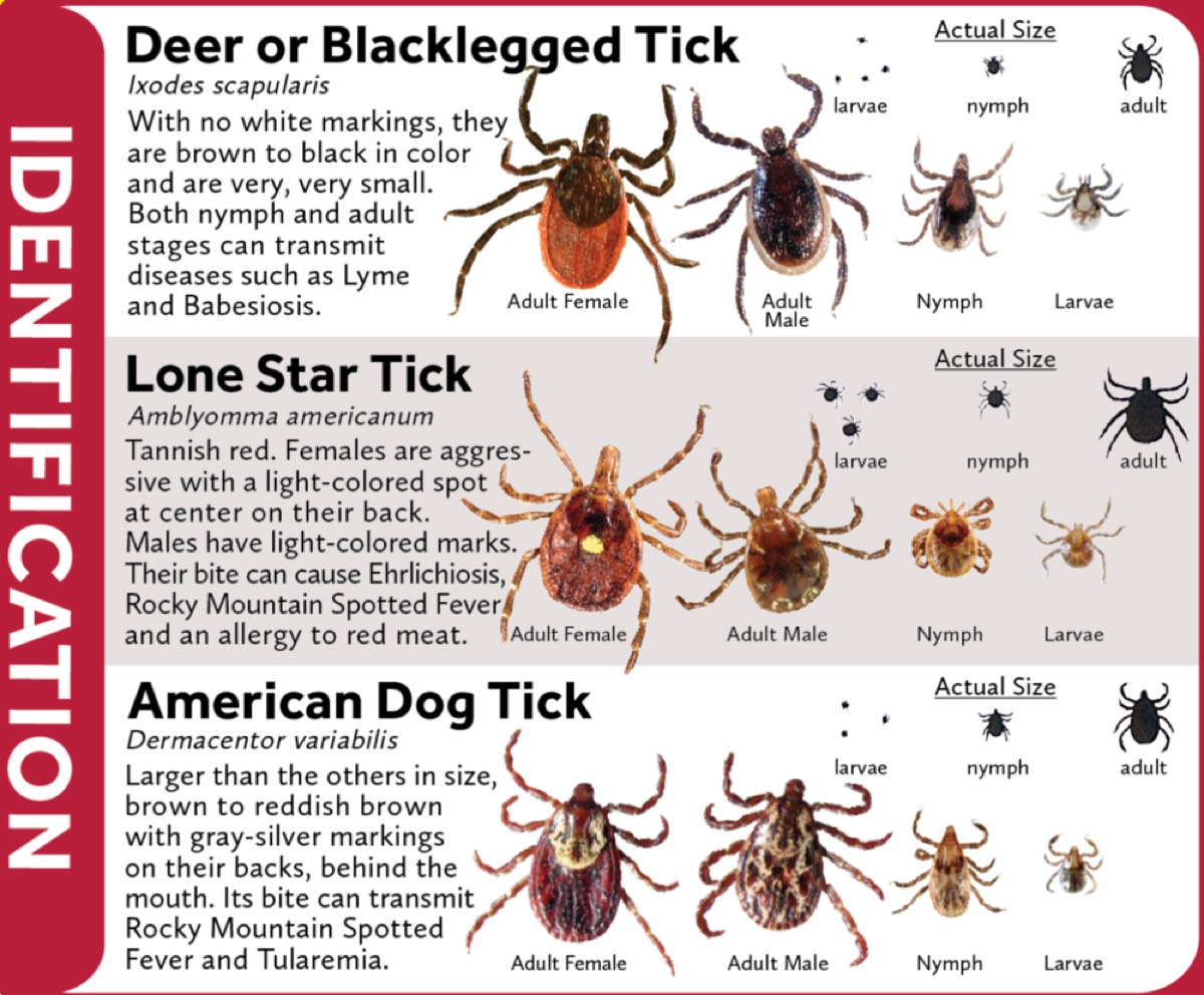 Tick Check A Guide for Running in Tick Country iRunFar