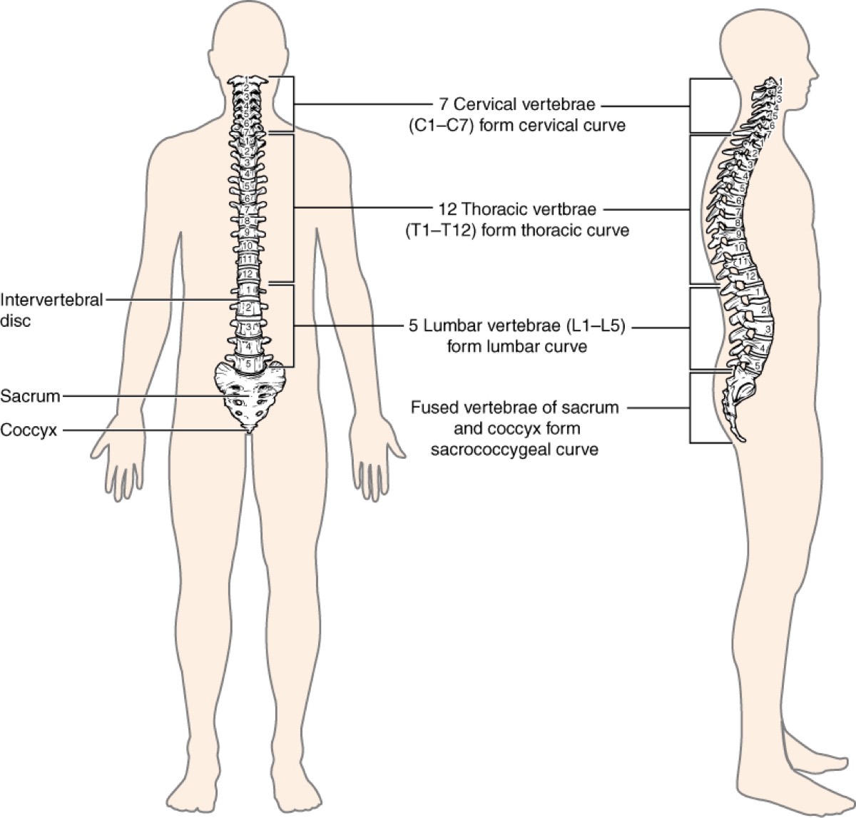 Tailbone (Coccyx) Pain RELIEF, vertebral column