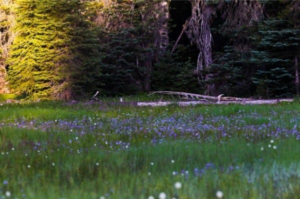 Pothole Meadows along the Waldo 100k course. Waldo 100k - Pothole Meadows